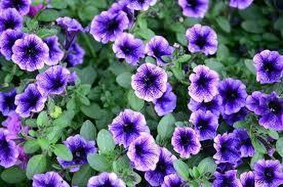 BJUBAS Petunia seeds pack of 82 Seed(82 per packet)