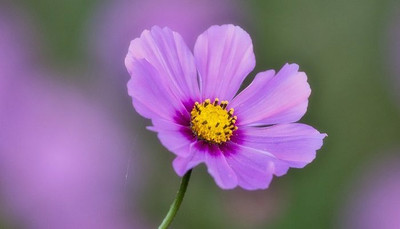 ZIXA Purple Cosmos Seed(100 per packet)