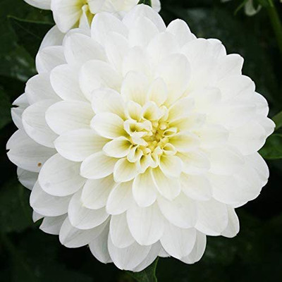 CYBEXIS White Decorative Dahlia Seed(1 g)