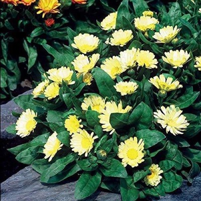 Lorvox Calendula Hybrid Flower Seed(125 per packet)