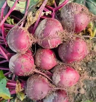 Quentova Organic Red Beauty Beetroot-NDIR Seed(250 per packet)