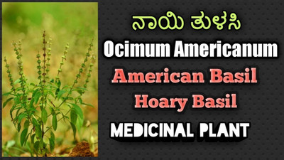 WILLVINE VVI-10 American Basil Seeds Seed(2000 per packet)