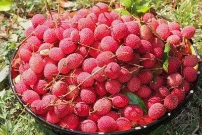 Aro Litchi, Lichi, Lychee Seed(36 per packet)
