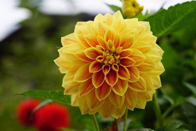 CYBEXIS PAU-96 - Dahlia Compound Petals Multi-Color Mixed - (60 Seeds) Seed(60 per packet)