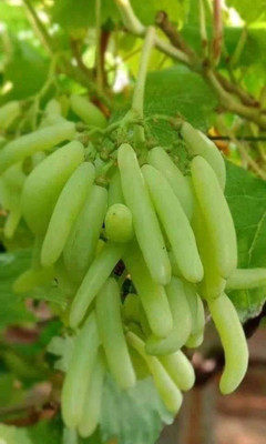CARIBBEAN imported hybrid grapes fruit Seed(10 per packet)