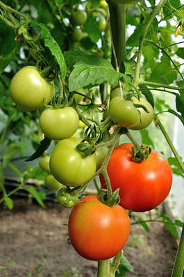 Elysian Enterprises tomato Seed(70 per packet)