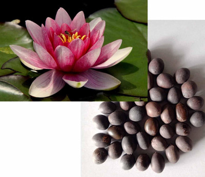 UNYSEED Lotus, kamal Seed(80 per packet)