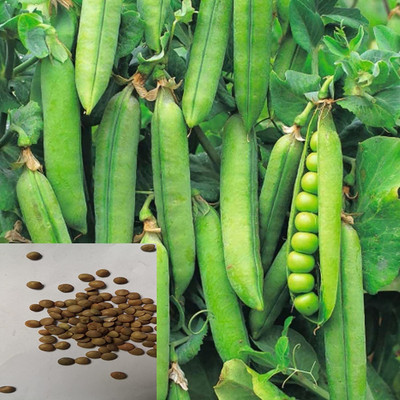 CYBEXIS Organic Pea Seeds-200 Seeds Seed(200 per packet)