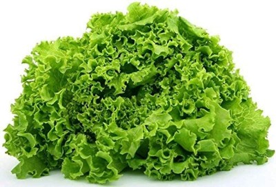 CYBEXIS Non-GMO Green Leaf Lettuce Seeds 4000 Seeds Seed(4000 per packet)