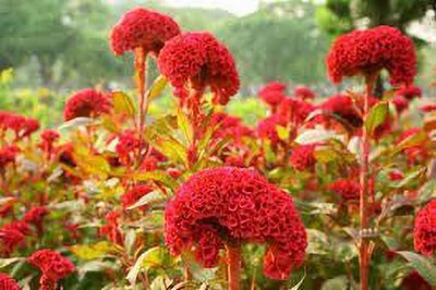 KANAYA Cockscomb Mix Color Flower Seed(28 per packet)