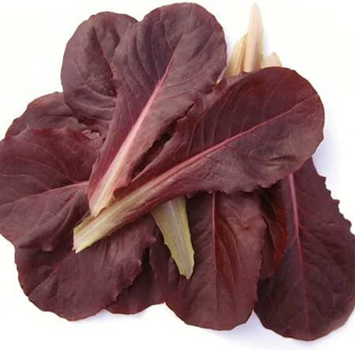 WILLVINE VXI-922 Lettuce Romaine Red/Cimmaron Large Red Leaves Seed(200 per packet)