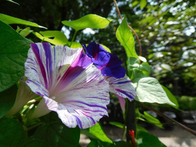 CYBEXIS LXI-5 - Morning Glory Harlequin - Flower Mix - (100 Seeds) Seed(100 per packet)