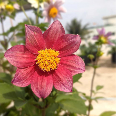 CYBEXIS Dahlia Mixed Flowers Seeds Seed(50 per packet)