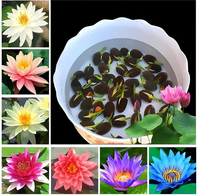 LPR LOTUS Seed(50 per packet)