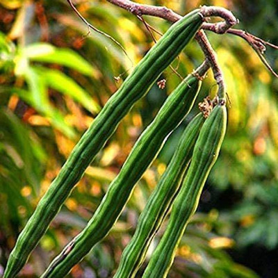 CYBEXIS VVI-72 - Wingless Moringa Drumstick - (150 Seeds) Seed(150 per packet)