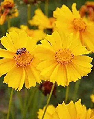 Aro Coreposis Seed(40 per packet)