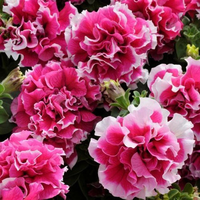 CYBEXIS Petunia Double Mix Flower Seeds Seed(1 g)