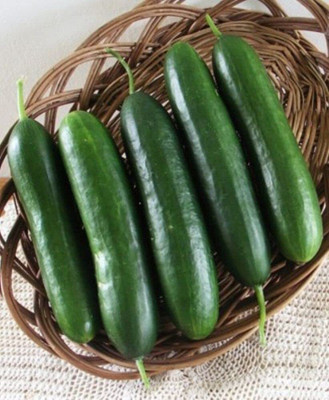 Siddhivinayak Express Dark Green Cucumber Seeds (50 Seeds/packet) Seed(50 per packet)
