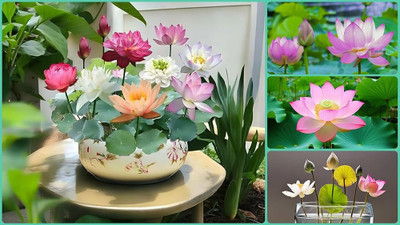 DEYS AGRO ™ japanese lotus seeds high germination Seed(35 per packet)