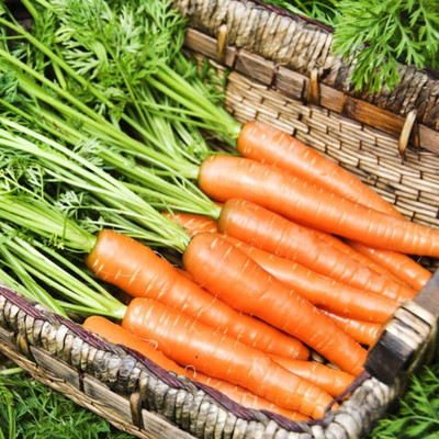 CRGO GAAJAR, CARROT Seed(2250 per packet)