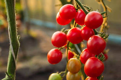 Qualtivate tomato Seed(75 per packet)