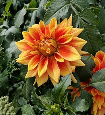 CYBEXIS VXI-70 - Rare Orange Dahlia Flower - (180 Seeds) Seed(180 per packet)