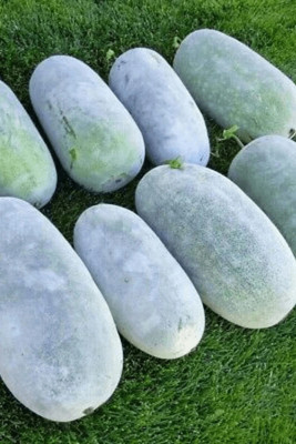 Cloud Farm AshGourd/Peta Seed(15 per packet)