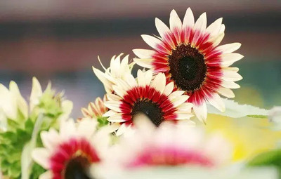 Aro Sunflower Seed(70 per packet)