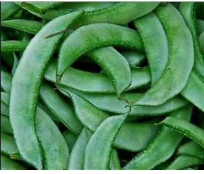 Aywal SEM PHALI DOLICHOS BEANS F1 HYBRID Vegetable Seed(15 per packet)