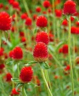 Lorvox Gomphrena Globosa Choice Mix Flowe Seed(115 per packet)