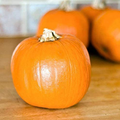 WILLVINE VVI-470 Sugar Pie Pumpkin Seeds Seed(50 per packet)