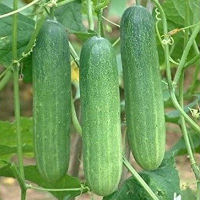 Qualtivate RES-3A Cucumber F1 Hybrid Seeds Seed(300 per packet)