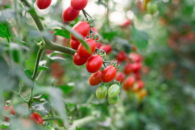 greenglory tomato Seed(75 per packet)