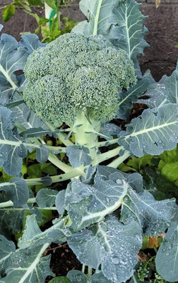 WILLVINE GBPUT -III Calabrese Sprouting Broccoli - Brassica oleracea [5g] Seed(1500 per packet)