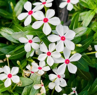 Quentova Vinca rosea (Catharanthus roseus) Ornamental-XLI-3A Seed(75 per packet)