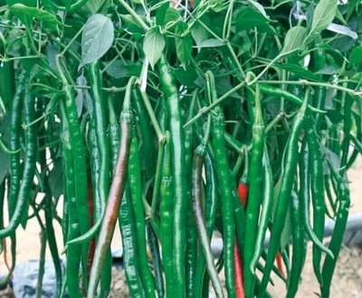 Mirch 10g, F1 hybrid chilli seeds highest yield Verity dark green fruit Seed(10 g)