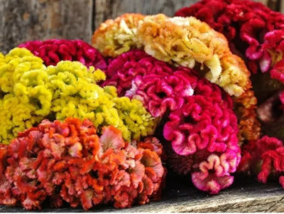 UGRA Celosia Chief Mix seeds Seed(10 per packet)