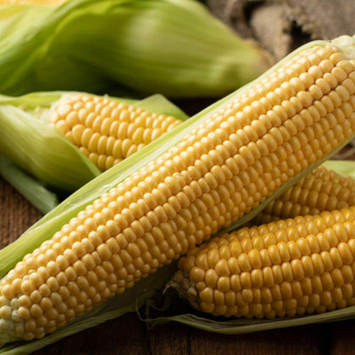 CYBEXIS Green Corn Seeds Natural Non-GMO2000 Seeds Seed(2000 per packet)