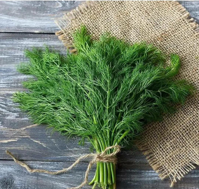 CYBEXIS XL-29 - Mushroom's Dill Non GMO - (250 Seeds) Seed(250 per packet)