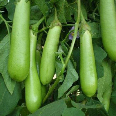 the green dotcom green hybrid brinjal seeds Seed(135 per packet)