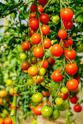 Hybrid corn tomato Seed(100 per packet)