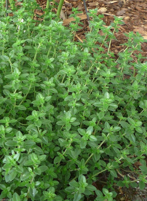 VibeX LX-13 - Herbs Thyme Common - (150 Seeds) Seed(150 per packet)