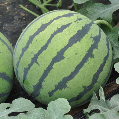 CYBEXIS Rare Yellow Melon Flesh Vine Heavy Yield Sweet400 Seeds Seed(400 per packet)