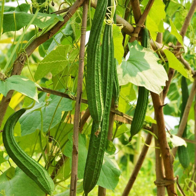 Qualtivate KXL-9AT Ridge Gourd Seeds Seed(50 per packet)