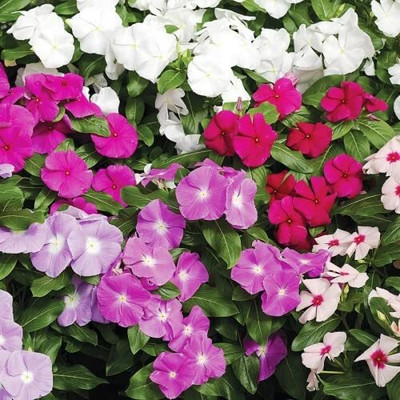Aywal Vinca Dwarf Mix Seed(40 per packet)