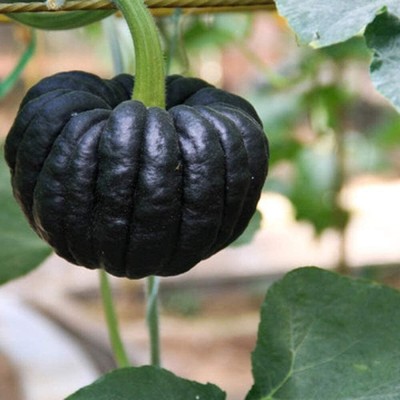 KNESSiN Pumpkin Black Peel Seed(150 per packet)