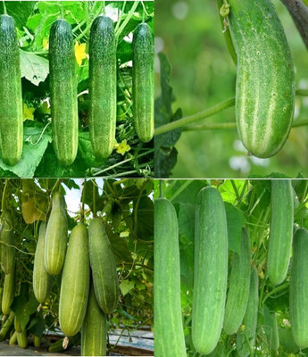 ibains Khira seeds cucumber kakri seeds beej 40 Seed(40 per packet)