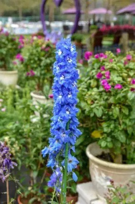 MAA Larkspur Seed(73 per packet)