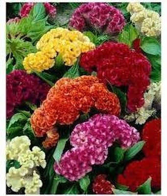 Epazo Cockscomb Flower Seed(38 per packet)