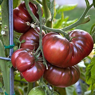 Qualtivate XXX-1A Black Krim Tomato Seed(300 per packet)